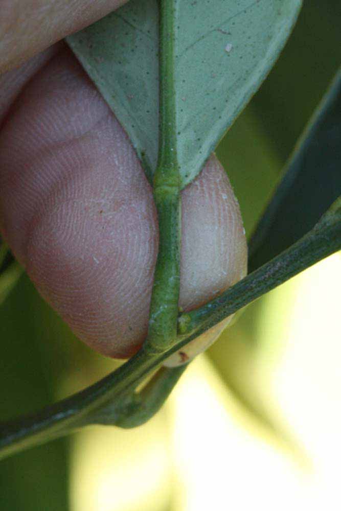              Petiole (Riverside, CA)       